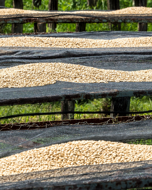 Cómo elegimos el café compramos en origen: el caso de Kenia
