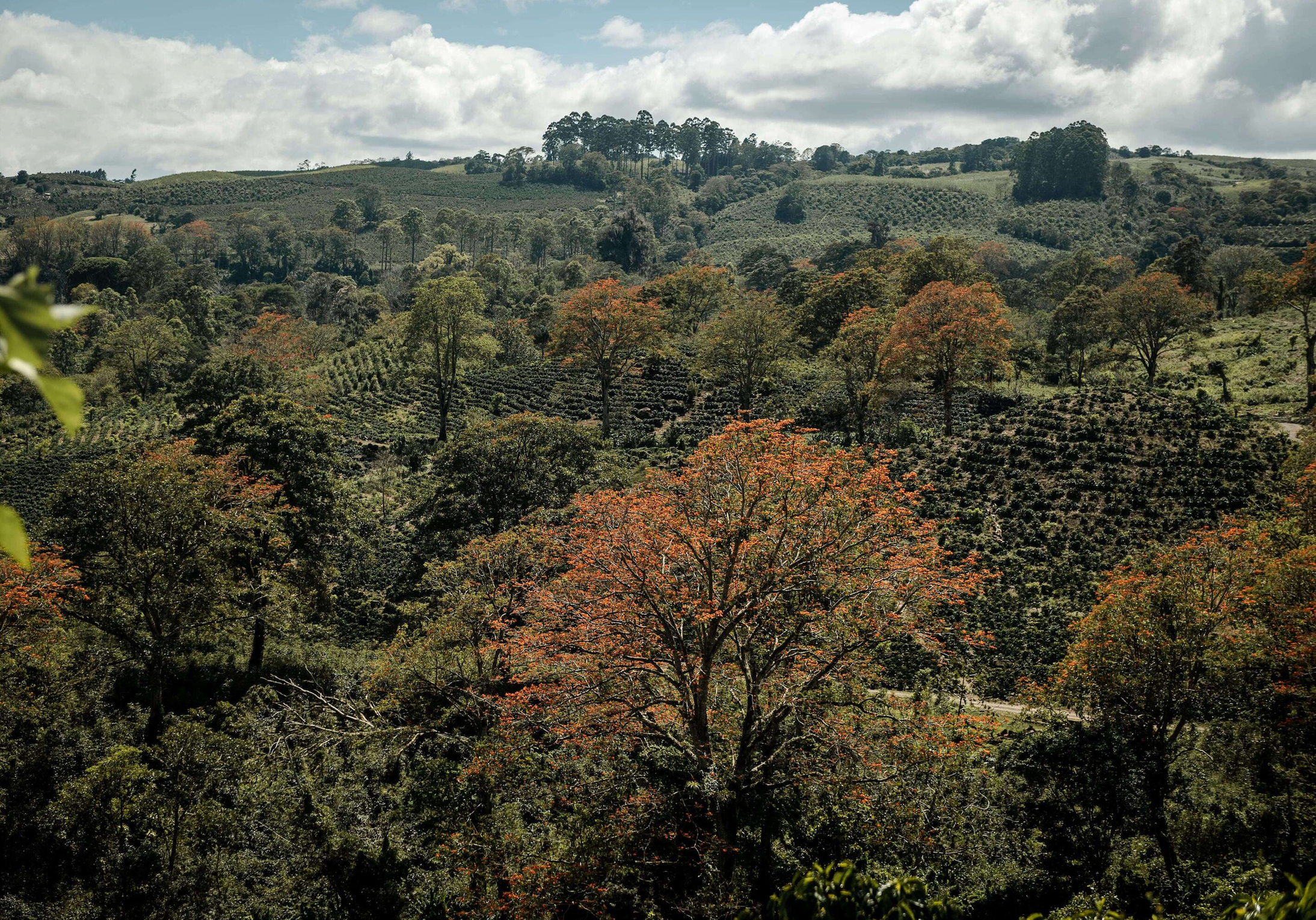 Esperanza