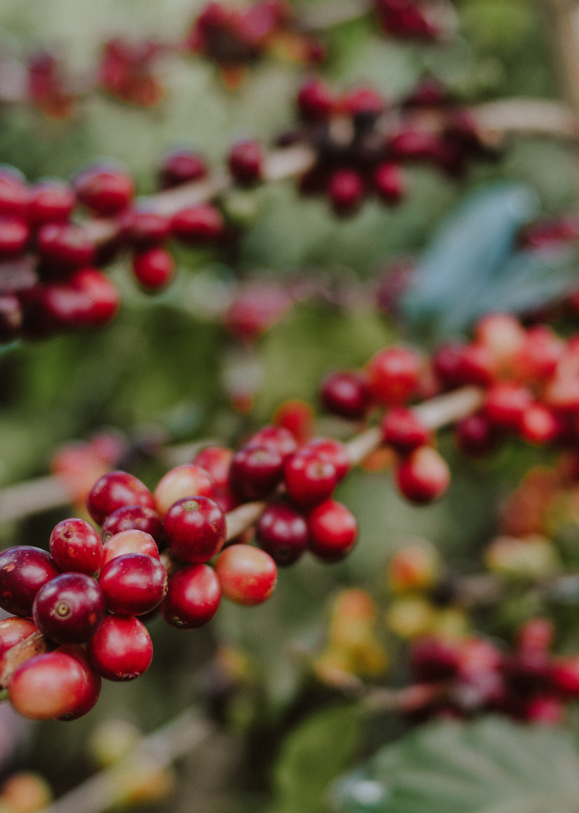 Immersion bag - Pacamara