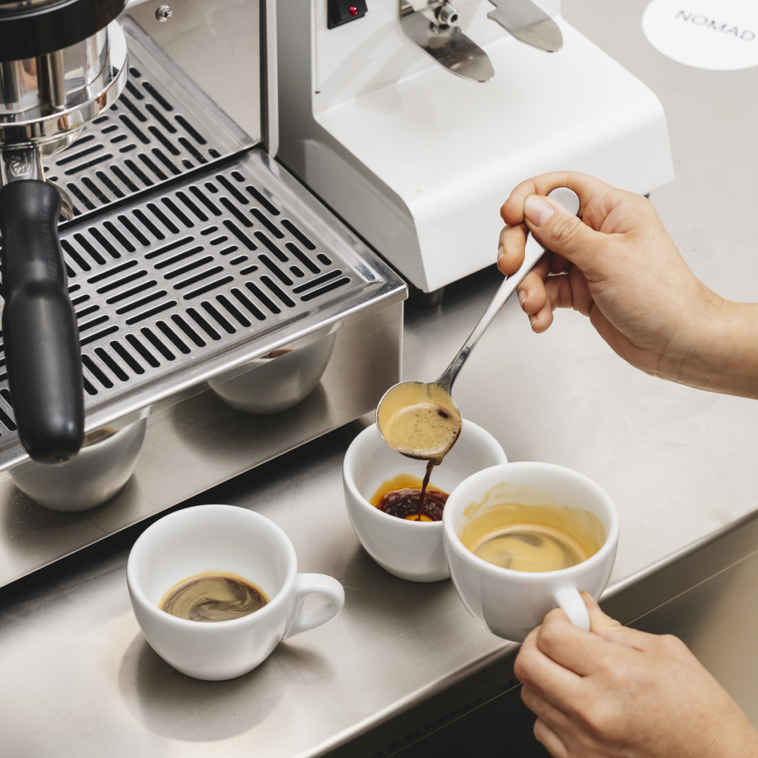 Barista fundamentos